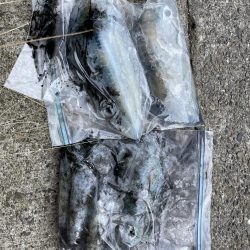 エギング大会&キャンプイベントCHILLAXCAMPでアオリイカ