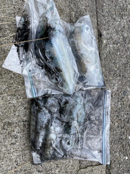 エギング大会&キャンプイベントCHILLAXCAMPでアオリイカ