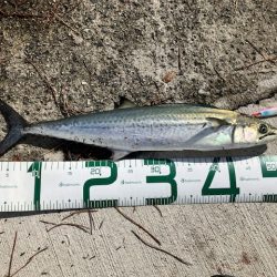 サゴシ君こんにちは