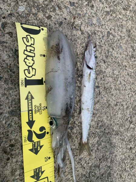 アジフライ不発