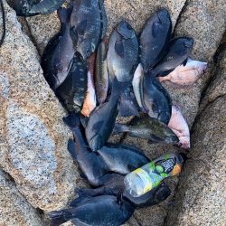 グレ自己最高31センチ