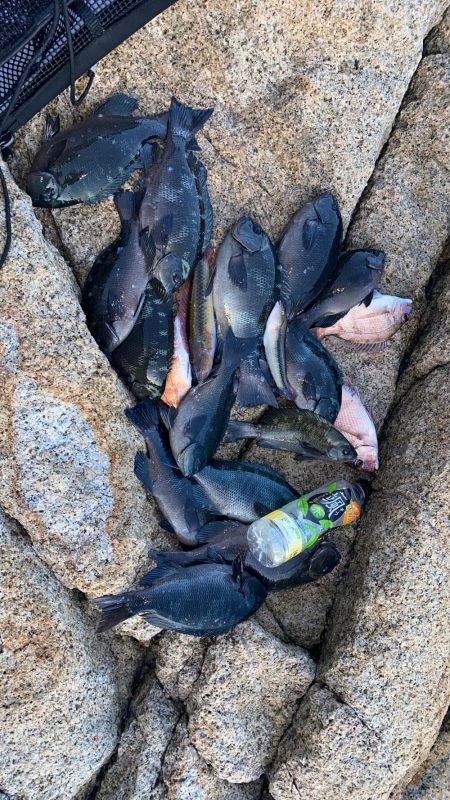 グレ自己最高31センチ