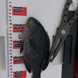 小豆島波止フカセ釣り