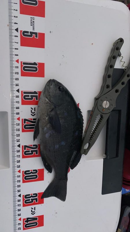 小豆島波止フカセ釣り