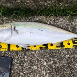 東二見の飲ませ釣り