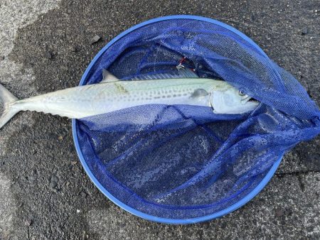 アジングのちショアジギ