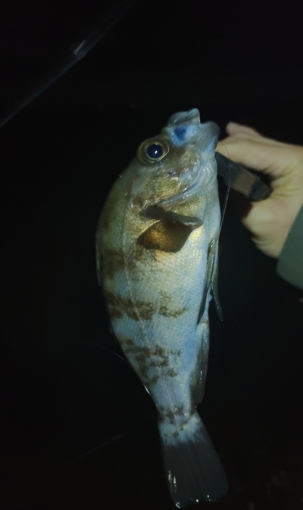 泉南ライトソルト好調