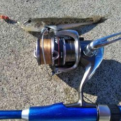 塩釜港　餌釣り　ハゼ　真鯛の子供