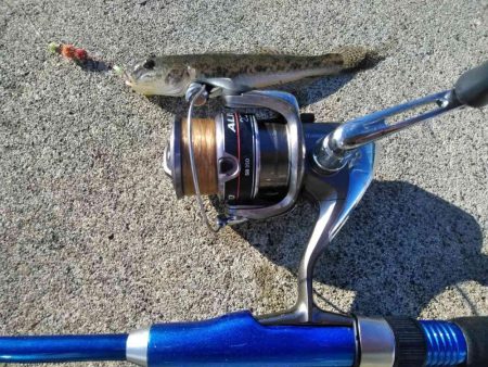 塩釜港　餌釣り　ハゼ　真鯛の子供