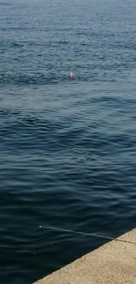 青物　アジのノマセ(泳がせ)釣りが楽しい！