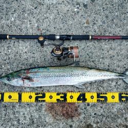 メタルバイブのみに反応有り