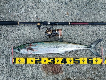 メタルバイブのみに反応有り