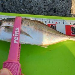 久々のアジング