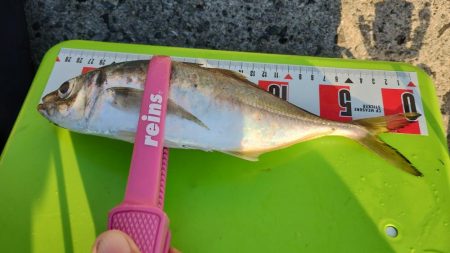 久々のアジング