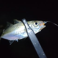 阪南ライトソルト