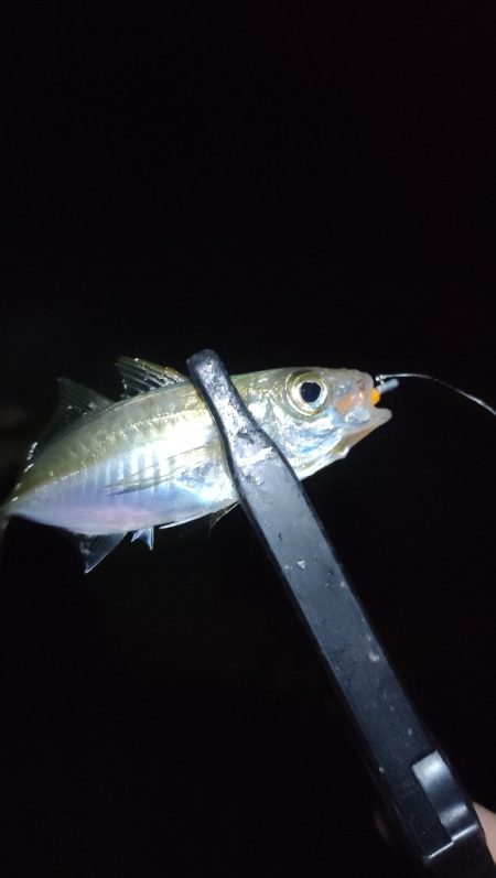 阪南ライトソルト