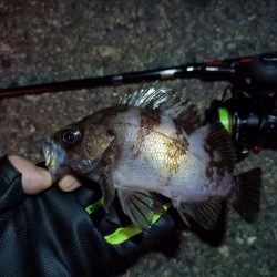 2023/11/07 南港ライトゲーム釣行　メバル狙い