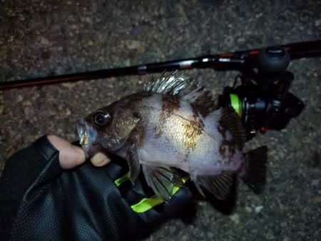 2023/11/07 南港ライトゲーム釣行　メバル狙い