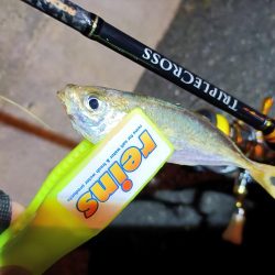 2023/11/08 南港ライトゲーム釣行 (小アジ狙い)