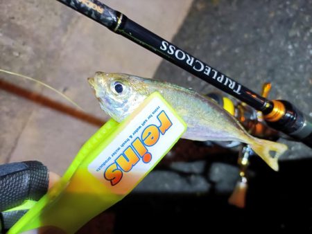 2023/11/08 南港ライトゲーム釣行…