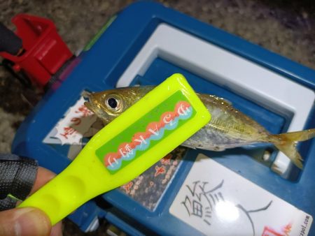 2023/11/09 南港ライトゲーム釣行 (小アジ狙い)