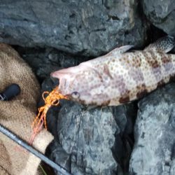 美味しい根魚アンド脳汁ドッバドバ。