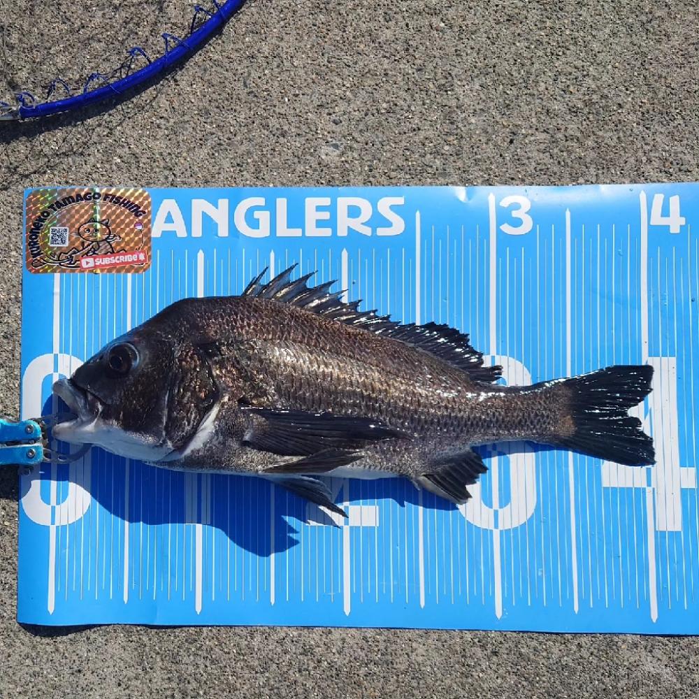 今治出張中　休み取れましたのでフカセ釣り✨