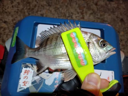 2023/11/11 南港ライトゲーム釣行 (小アジ狙い)