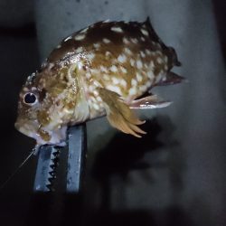 今週もライトソルト