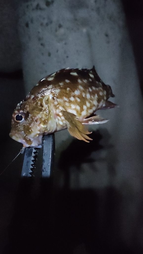 今週もライトソルト