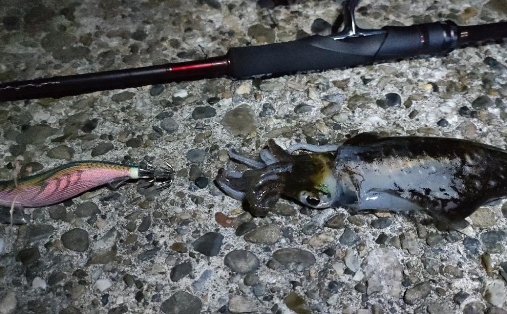 爆風のライトソルト＆エギング