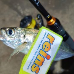 2023/11/13 南港ライトゲーム釣行 (小アジ狙い)