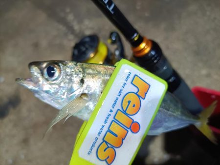 2023/11/13 南港ライトゲーム釣行 (小アジ狙い)