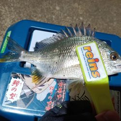 2023/11/14 南港ライトゲーム釣行 (アジ狙い)