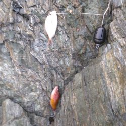 ボラに疲れました・・・