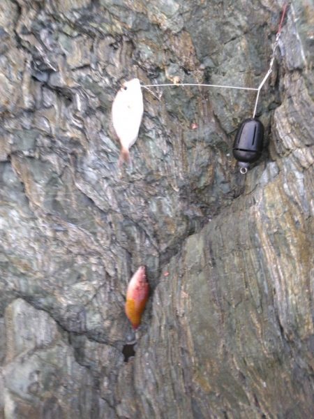 ボラに疲れました・・・