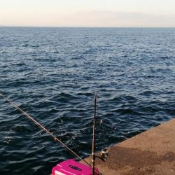 大潮の日の青物