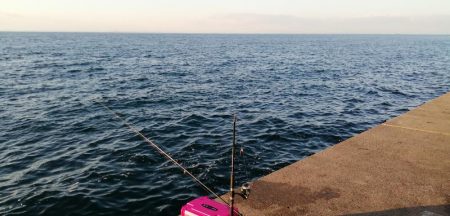 大潮の日の青物