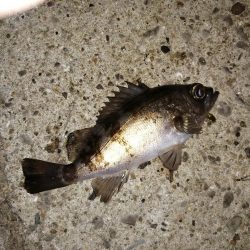 数釣りできます