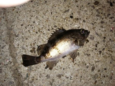 数釣りできます