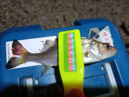 2023/11/15 南港ライトゲーム釣行 (アジ狙い)