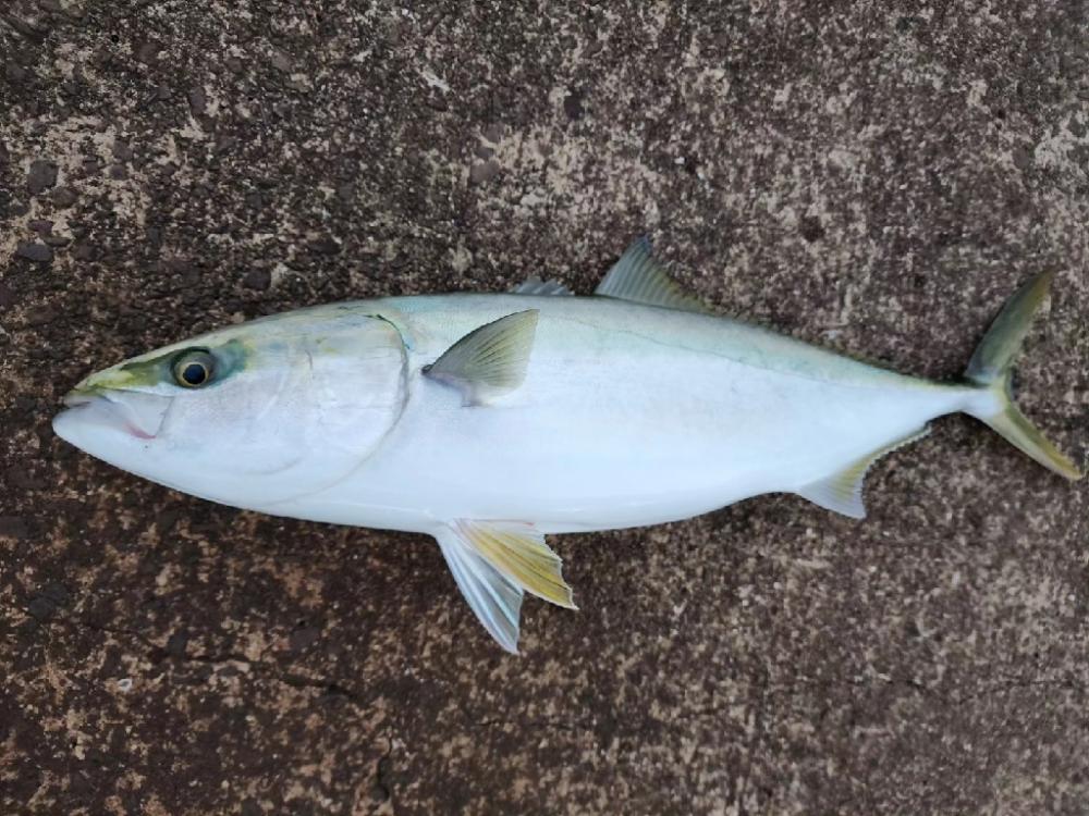 飲ませ3戦目🎣