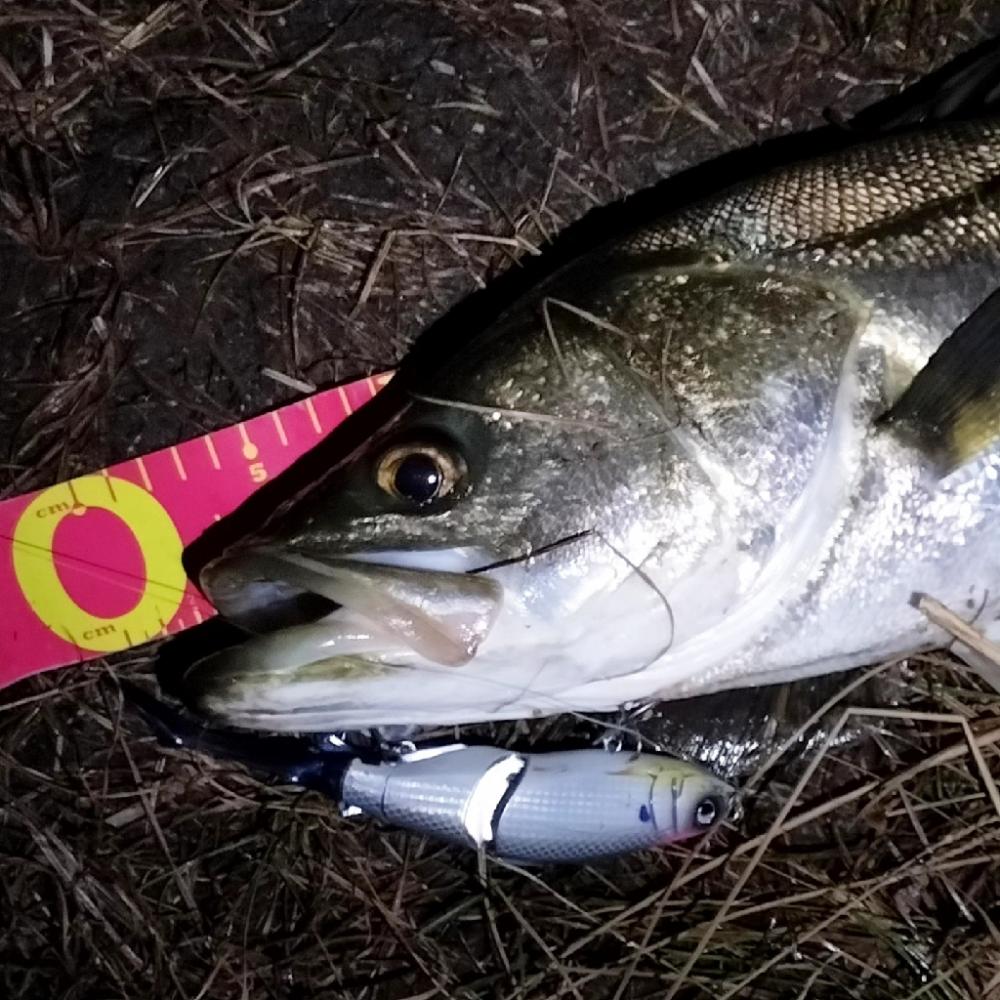 ランカーシーバス