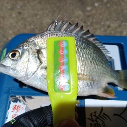 2023/11/20 南港ライトゲーム釣行 (アジ狙い)