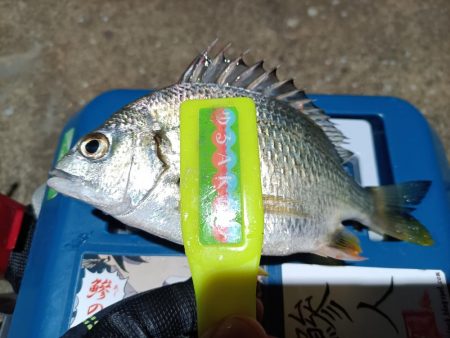 2023/11/20 南港ライトゲーム釣行 (アジ狙い)