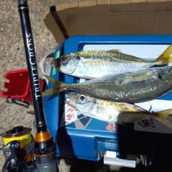 2023/11/22 南港ライトゲーム釣行 (アジ狙い)