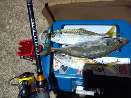 2023/11/22 南港ライトゲーム釣行…