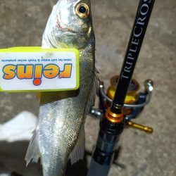 2023/11/23 南港ライトゲーム釣行 (アジ狙い)