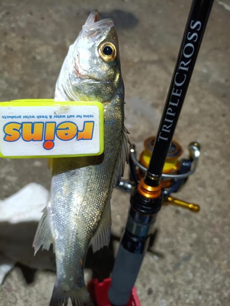 2023/11/23 南港ライトゲーム釣行 (アジ狙い)