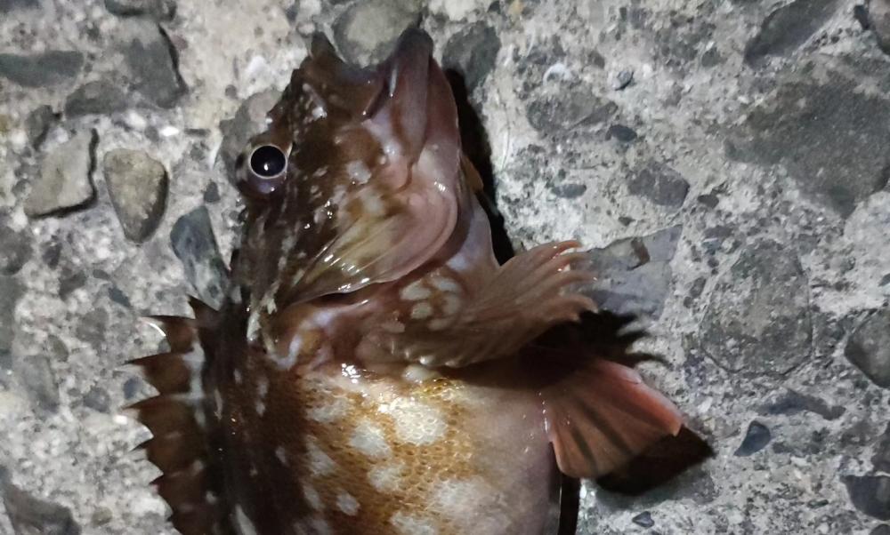 起きれぬ休みの深夜釣行